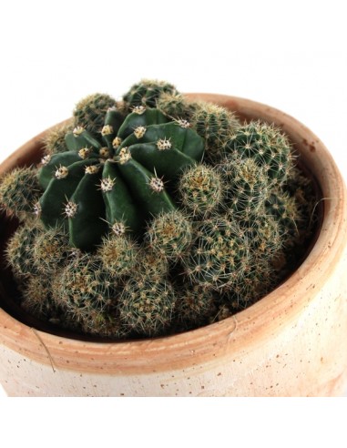Echinopsis