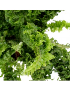 Emina Dragon Tail | Felce... 2