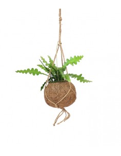 Epiphyllum anguliger in...