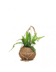 Epiphyllum anguliger in... 2