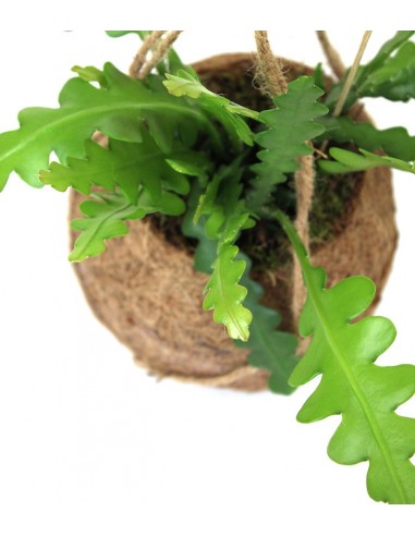 Epiphyllum anguliger in fibra di cocco