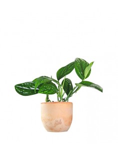 Epipremnum pinnatum Marble... 2