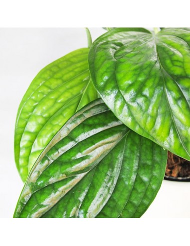 Epipremnum pinnatum Marble Planet