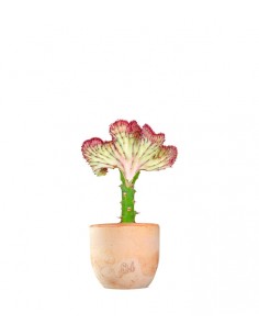 Euphorbia Lactea 2