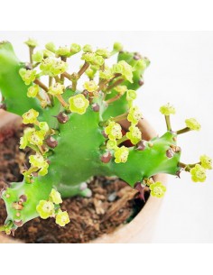 Euphorbia Mayuranathani 2