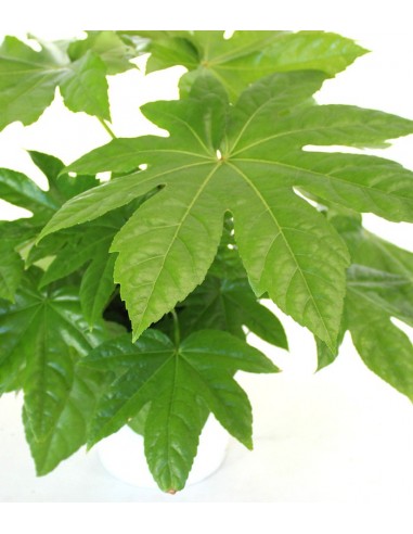 Fatsia Japonica