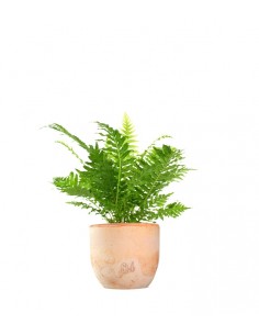 Felce - Silver Lady 2