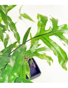 Felce su roccia lavica 2