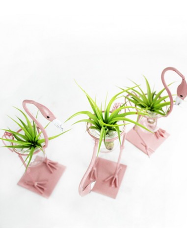 Fenicotteri rosa con tillandsia