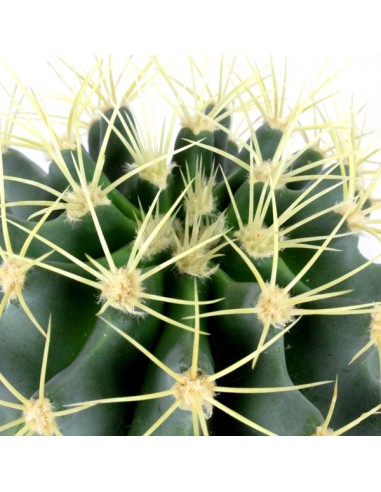 Ferocactus glaucescens
