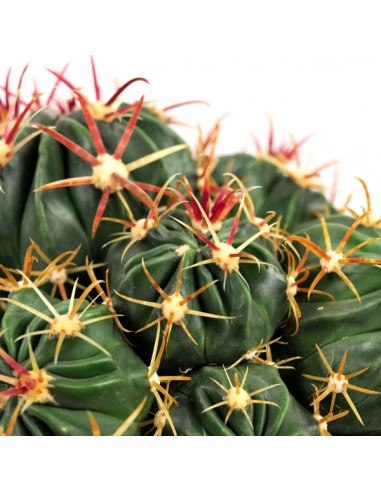 Ferocactus Latispinus