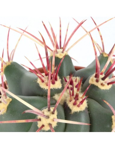 Ferocactus Stainesii