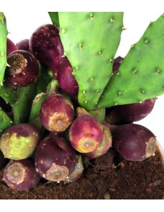 Fico d'india dell'Etna M 2