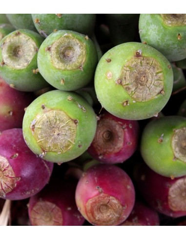 Fico d'india dell'Etna M