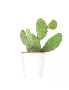 Fico d'india Polyacantha...