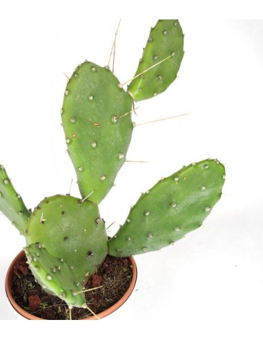 Fico d'india Polyacantha 