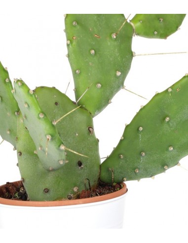 Fico d'india Polyacantha Vaso 18