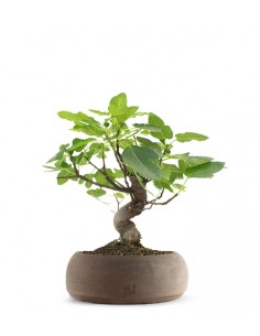 Fico L 2