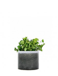 Fico rampicante idrocoltura