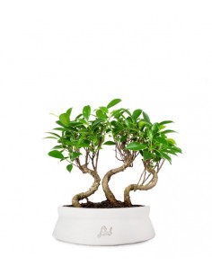 Ficus Boschetto M 2