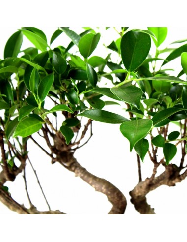 Ficus Boschetto M