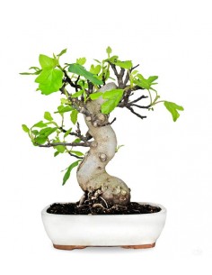 Ficus Carica (Fico)...