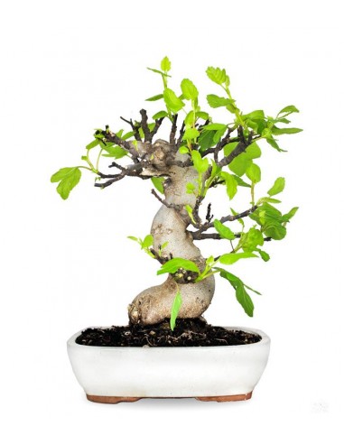 Ficus Carica (Fico) esemplare 27 anni