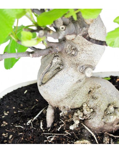 Ficus Carica (Fico) esemplare 24 anni