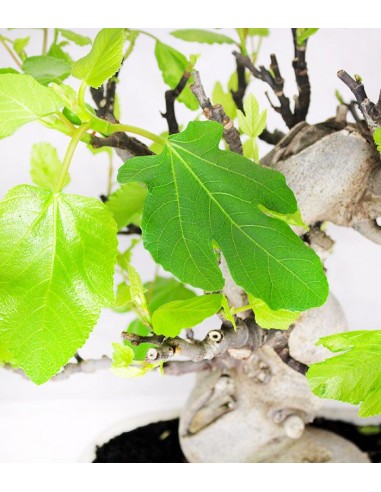 Ficus Carica (Fico) esemplare 24 anni