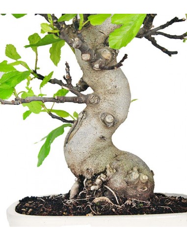 Ficus Carica (Fico) esemplare 27 anni