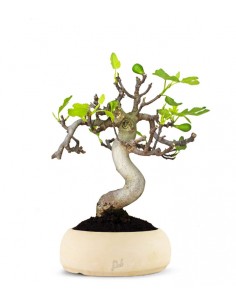 Ficus Carica Esemplare 1....