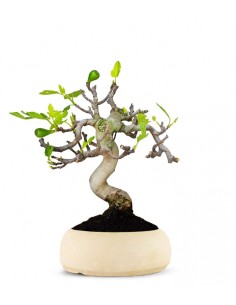 Ficus Carica Esemplare 1.... 2