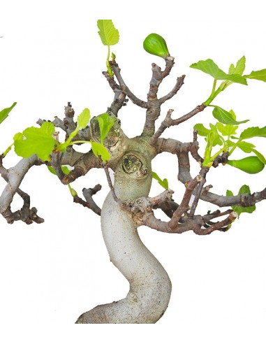 Ficus Carica Esemplare 1. 15 anni