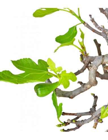 Ficus Carica Esemplare 1. 15 anni