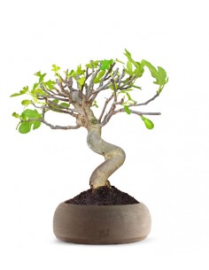 Ficus Carica Esemplare 2....