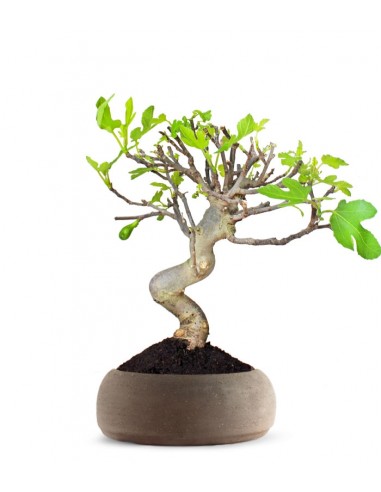 Ficus Carica Esemplare 2. 15 anni