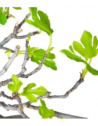 Ficus Carica Esemplare 2. 15 anni