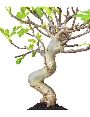 Ficus Carica Esemplare 2. 15 anni