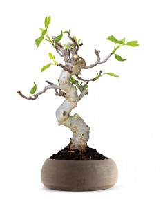 Ficus Carica Esemplare 3....