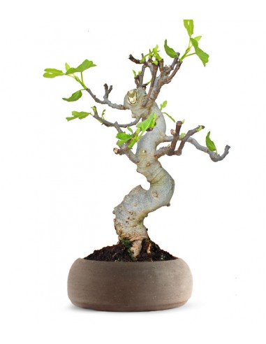 Ficus Carica Esemplare 3. 15 anni