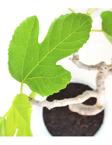 Ficus Carica Esemplare 3. 15 anni