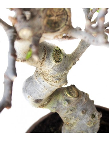 Ficus Carica Esemplare 3. 15 anni