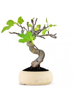 Ficus Carica Esemplare 4....
