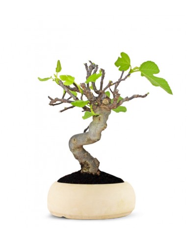 Ficus Carica Esemplare 4. 15 anni