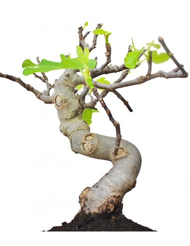 Ficus Carica Esemplare 4. 15 anni