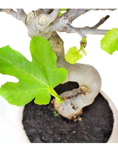 Ficus Carica Esemplare 4. 15 anni