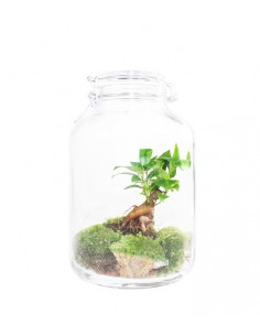 Ficus ginseng in mini serra
