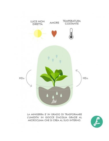 Ficus ginseng uovo in vetro