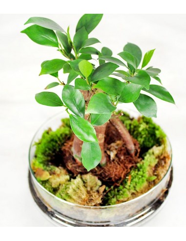 Ficus ginseng uovo in vetro