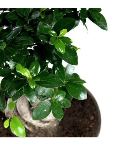 Ficus ginseng vaso ciotola in terracotta